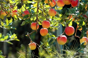 Apple-tree-in-garden-wallpaper Full HD, Winter Garden Full HD, garden hand tools, garden tools, Manufacturer, Supplier, Kismat welding works