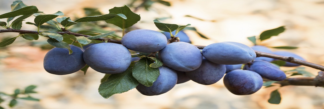 European Plum, Growing Fruit Full HD, Winter Garden Full HD, garden hand tools, garden tools, Manufacturer, Supplier, Kismat welding works