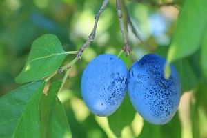 Plums In Garden Full HD, Winter Garden Full HD, garden hand tools, garden tools, Manufacturer, Supplier, Kismat welding works