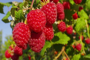 Raspberries In Garden Full HD, Winter Garden Full HD, garden hand tools, garden tools, Manufacturer, Supplier, Kismat welding works