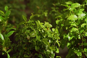 The Herb Garden Full HD, garden hand tools, garden tools, Manufacturer, Supplier, Kismat welding works