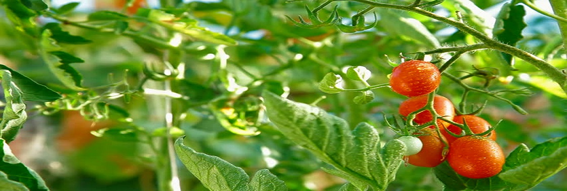 Vegetables Growing Full HD, Winter Garden Full HD, garden hand tools, garden tools, Manufacturer, Supplier, Kismat welding works