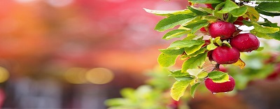 apple-tree-branches Full HD, garden hand tools, garden tools, Manufacturer, Supplier, Kismat welding works