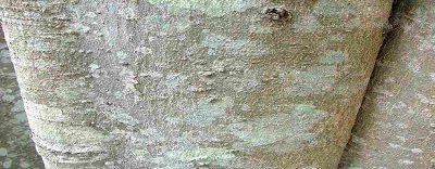 celtissinensis, Winter Garden Full HD, garden hand tools, garden tools, Manufacturer, Supplier, Kismat welding works