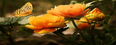 flowers-background-butterflies-beautiful Full HD, garden hand tools, garden tools, Manufacturer, Supplier, Kismat welding works
