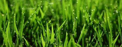 green-plants-in-farm, garden hand tools, garden tools, Manufacturer, Supplier, Kismat welding works