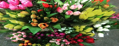 tulips Full HD, Winter Garden Full HD, garden hand tools, garden tools, Manufacturer, Supplier, Kismat welding works