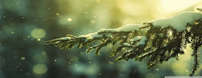 winter_evergreen full HD, Winter Garden Full HD, garden hand tools, garden tools, Manufacturer, Supplier, Kismat welding works