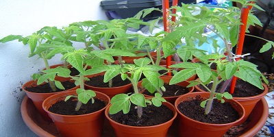 Practical Planting, Buying Plants Full HD, garden hand tools, garden tools, Manufacturer, Supplier, Kismat welding works