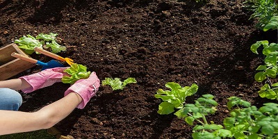 Practical Planting, how-to-imporve-your-soil Full HD, garden hand tools, garden tools, Manufacturer, Supplier, Kismat welding works